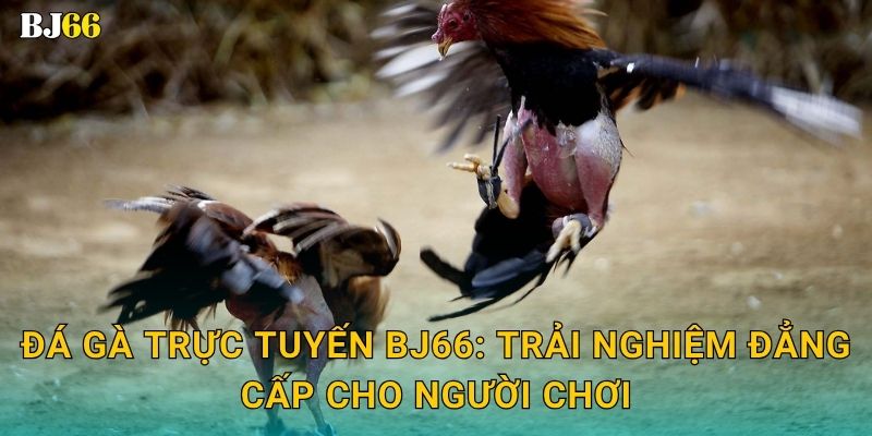 Đá gà trực tuyến sôi động – kèo cược hấp dẫn tại Bj66 2 Đá gà trực tuyến Bj66: Trải nghiệm đẳng cấp cho người chơi
