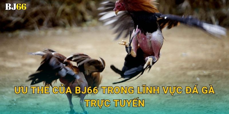 Đá gà trực tuyến sôi động – kèo cược hấp dẫn tại Bj66 3 Ưu thế của Bj66 trong lĩnh vực đá gà trực tuyến