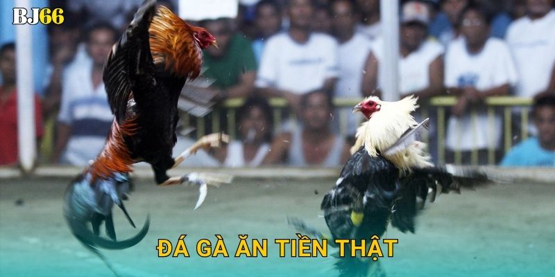 Đá gà ăn tiền thật hấp dẫn – cơ hội thắng lớn tại Bj66