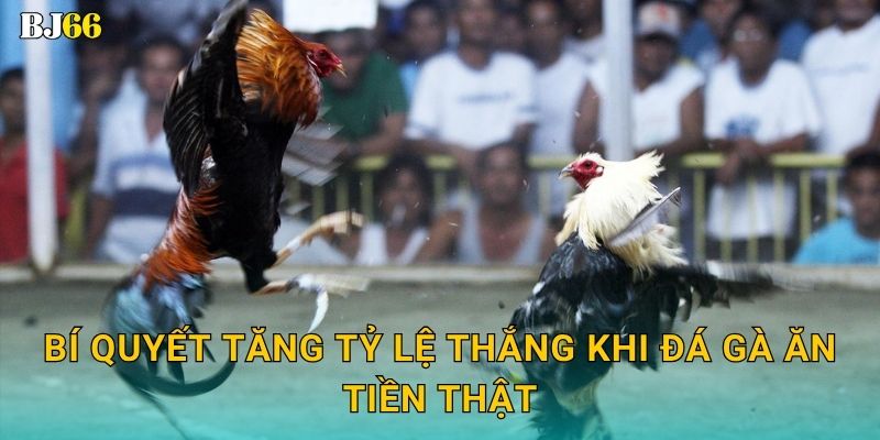 Bí quyết tăng tỷ lệ thắng khi đá gà ăn tiền thật