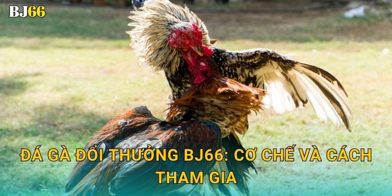 Đá gà đổi thưởng độc đáo – nhận quà giá trị tại Bj66 2 Đá gà đổi thưởng Bj66: Cơ chế và cách tham gia