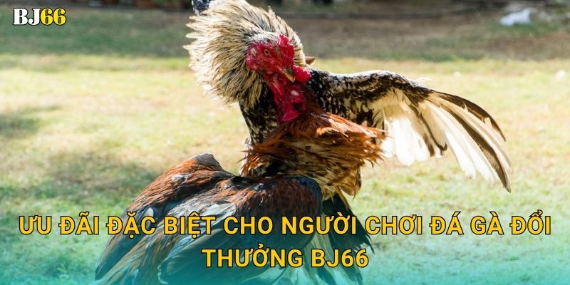 Đá gà đổi thưởng độc đáo – nhận quà giá trị tại Bj66 3 Ưu đãi đặc biệt cho người chơi đá gà đổi thưởng Bj66
