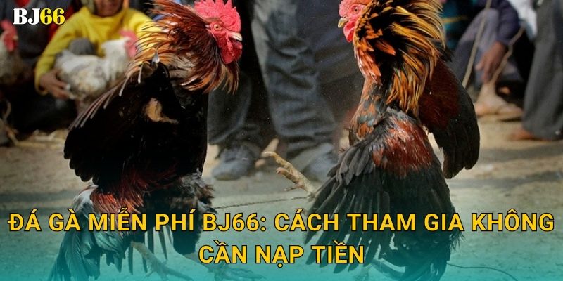 Đá gà miễn phí hấp dẫn – trải nghiệm giải trí tại Bj66 2 Đá gà miễn phí Bj66: Cách tham gia không cần nạp tiền