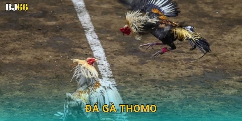 Đá gà Thomo sôi động – đỉnh cao đối kháng tại Bj66