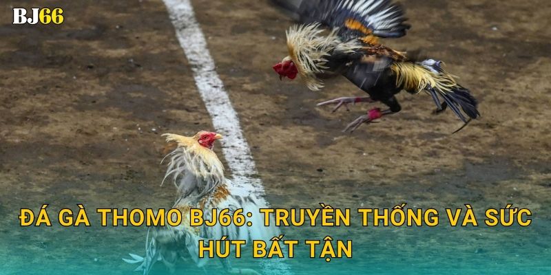 Đá gà Thomo sôi động – đỉnh cao đối kháng tại Bj66 2 Đá gà Thomo Bj66: Truyền thống và sức hút bất tận