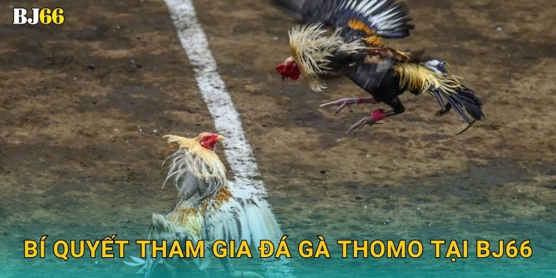 Đá gà Thomo sôi động – đỉnh cao đối kháng tại Bj66 3 Bí quyết tham gia đá gà Thomo tại Bj66