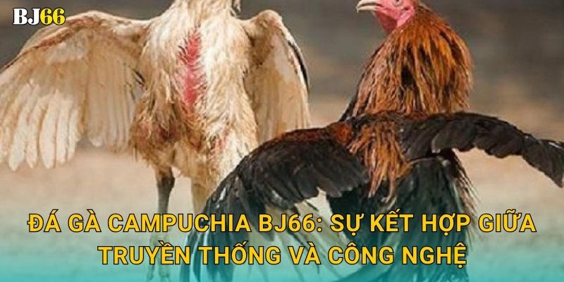 Đá gà Campuchia Bj66: Sự kết hợp giữa truyền thống và công nghệ