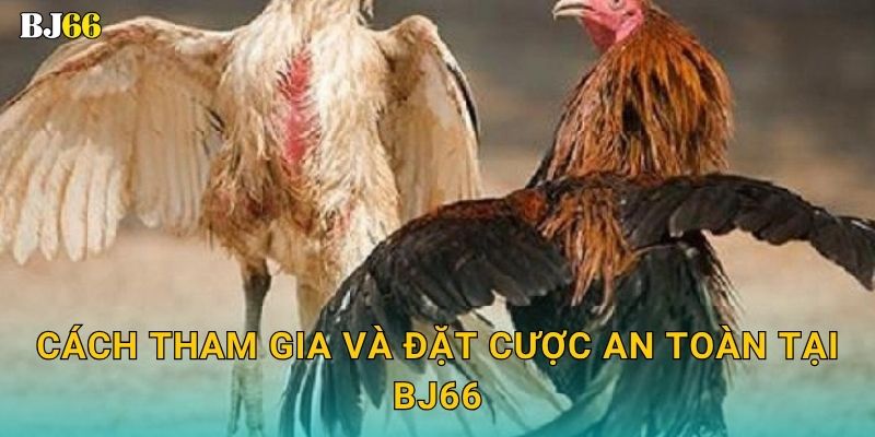 Cách tham gia và đặt cược an toàn tại Bj66