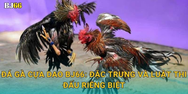 Đá gà cựa dao Bj66: Đặc trưng và luật thi đấu riêng biệt