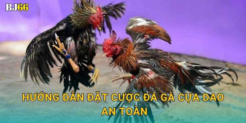 Hướng dẫn đặt cược đá gà cựa dao an toàn