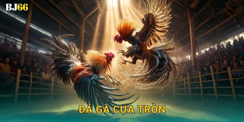 Đá gà cựa tròn tinh tế – phong cách truyền thống tại Bj66 1 Đá gà cựa tròn tinh tế – phong cách truyền thống tại Bj66