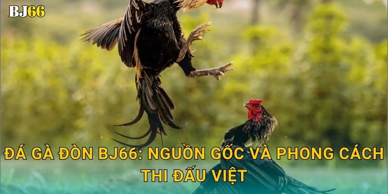 Đá gà đòn truyền thống – tinh hoa võ thuật tại Bj66 2 Đá gà đòn Bj66: Nguồn gốc và phong cách thi đấu Việt