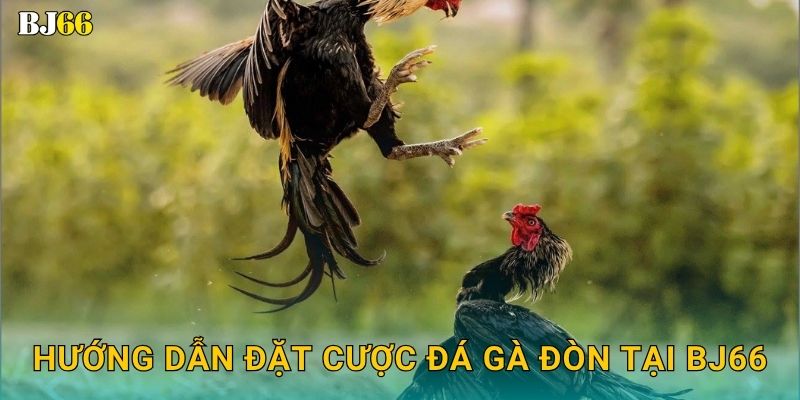 Đá gà đòn truyền thống – tinh hoa võ thuật tại Bj66 3 Hướng dẫn đặt cược đá gà đòn tại Bj66