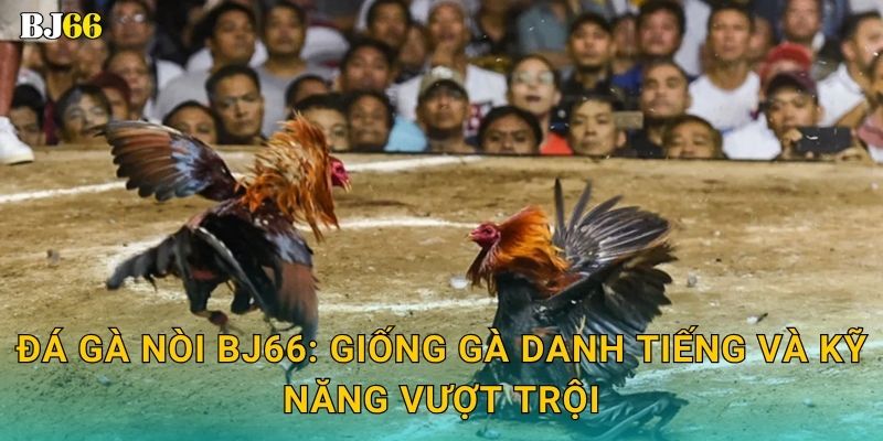Đá gà nòi đậm chất Việt – tinh thần chiến đấu tại Bj66 2 Đá gà nòi Bj66: Giống gà danh tiếng và kỹ năng vượt trội