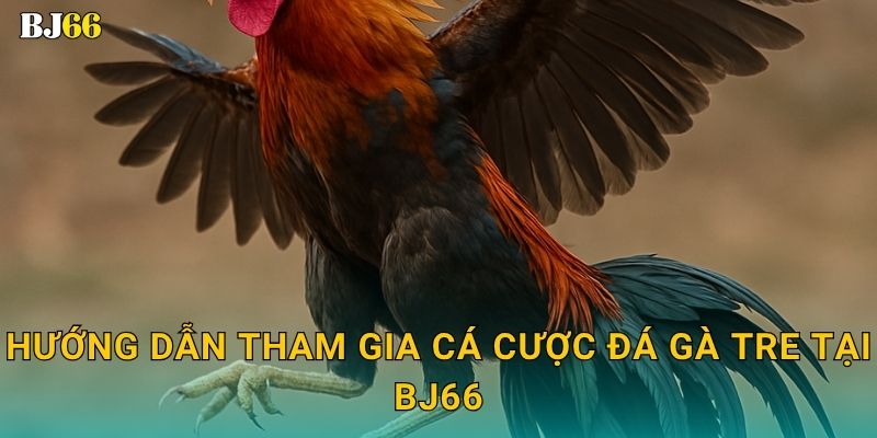 Đá gà tre linh hoạt – tinh thần tốc chiến tại Bj66 3 Hướng dẫn tham gia cá cược đá gà tre tại Bj66