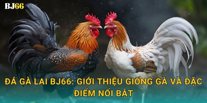 Đá gà lai Bj66: Giới thiệu giống gà và đặc điểm nổi bật
