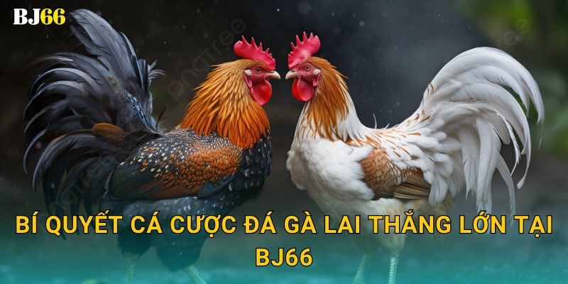 Bí quyết cá cược đá gà lai thắng lớn tại Bj66
