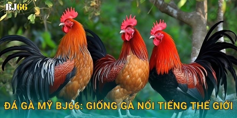 Đá gà Mỹ Bj66: Giống gà nổi tiếng thế giới