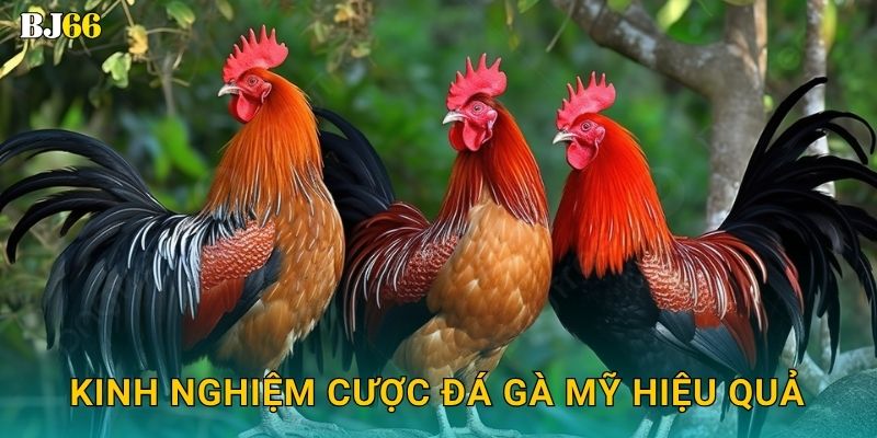 Kinh nghiệm cược đá gà Mỹ hiệu quả