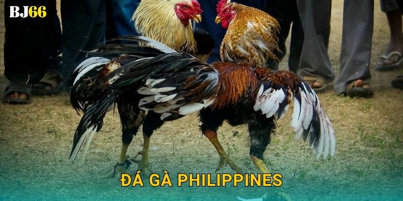 Đá gà Philippines đẳng cấp – phong cách hiện đại tại Bj66 10 Đá gà Philippines đẳng cấp – phong cách hiện đại tại Bj66