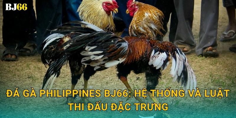 Đá gà Philippines đẳng cấp – phong cách hiện đại tại Bj66 2 Đá gà Philippines Bj66: Hệ thống và luật thi đấu đặc trưng