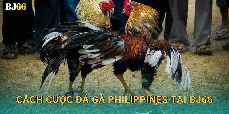 Đá gà Philippines đẳng cấp – phong cách hiện đại tại Bj66 3 Cách cược đá gà Philippines tại Bj66