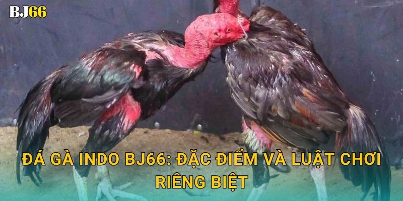 Đá gà Indo mãnh liệt – phong thái độc lạ tại Bj66 2 Đá gà Indo Bj66: Đặc điểm và luật chơi riêng biệt