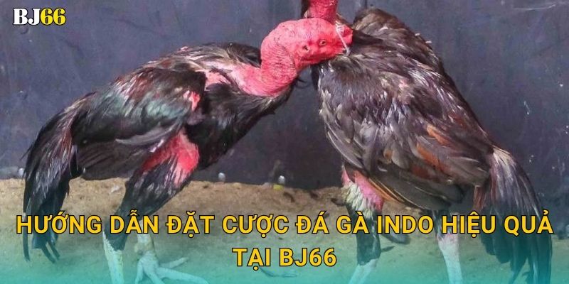 Đá gà Indo mãnh liệt – phong thái độc lạ tại Bj66 3 Hướng dẫn đặt cược đá gà Indo hiệu quả tại Bj66