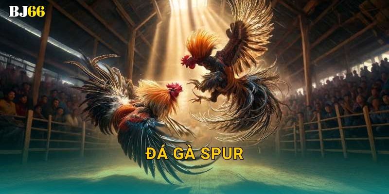 Đá gà Spur tốc độ – nhịp chiến đỉnh cao tại Bj66 25 Đá gà Spur tốc độ – nhịp chiến đỉnh cao tại Bj66