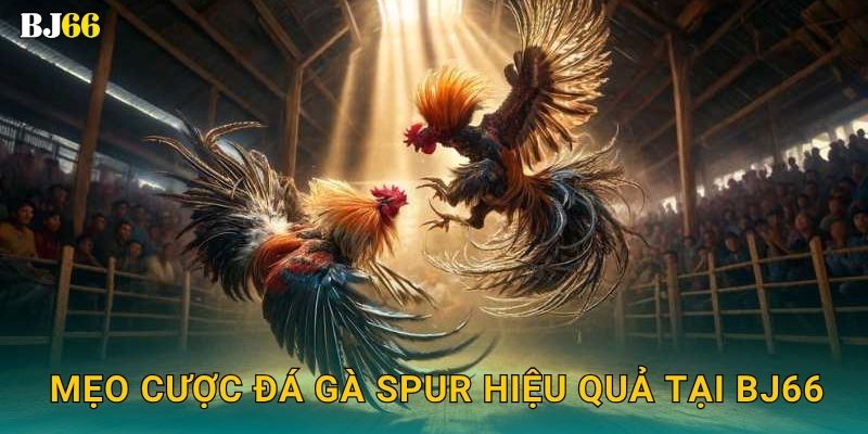 Mẹo cược đá gà Spur hiệu quả tại Bj66