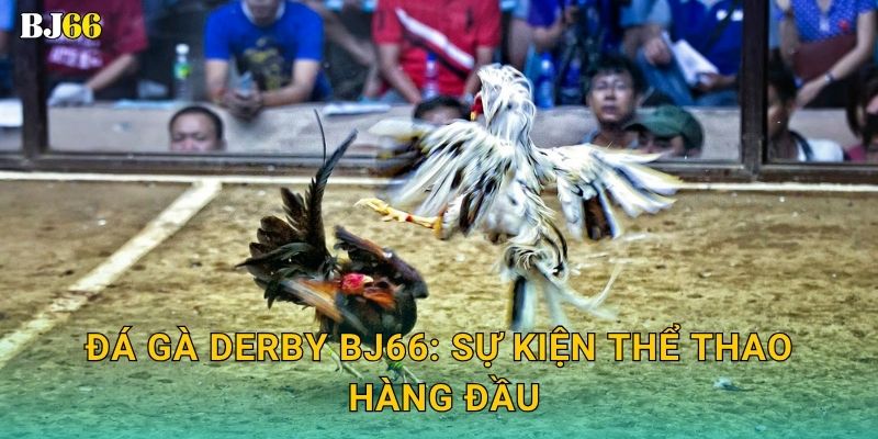 Đá gà Derby Bj66: Sự kiện thể thao hàng đầu