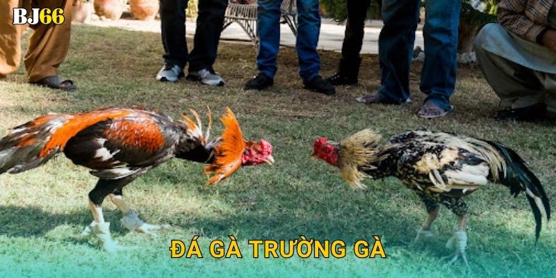 Đá gà trường gà kịch tính – đấu trường danh giá tại Bj66 28 Đá gà trường gà kịch tính – đấu trường danh giá tại Bj66