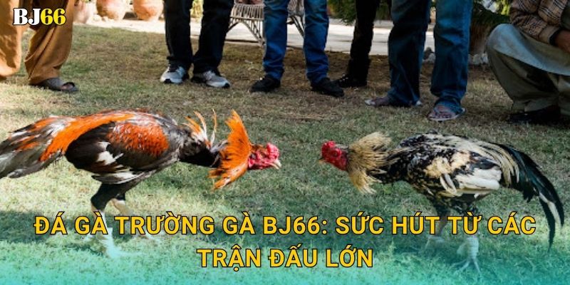 Đá gà trường gà Bj66: Sức hút từ các trận đấu lớn