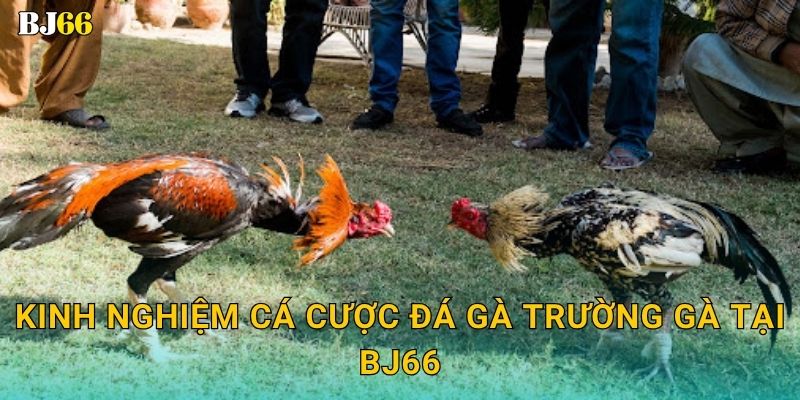 Kinh nghiệm cá cược đá gà trường gà tại Bj66